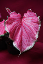 Load image into Gallery viewer, Caladium Sweetheart 6" Pot
