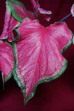 Load image into Gallery viewer, Caladium Sweetheart 6" Pot
