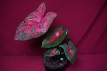 Load image into Gallery viewer, Caladium Lava Glow 6" Pot
