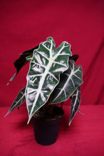 Load image into Gallery viewer, Alocasia Polly 4" Pot
