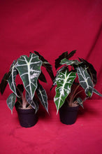 Load image into Gallery viewer, Alocasia Polly 4" Pot
