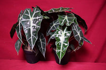 Load image into Gallery viewer, Alocasia Polly 4" Pot
