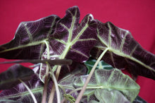 Load image into Gallery viewer, Alocasia Polly 4" Pot

