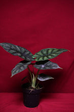 Load image into Gallery viewer, Alocasia Dragon Scale 4" Pot
