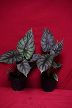 Load image into Gallery viewer, Alocasia Dragon Scale 4" Pot
