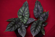 Load image into Gallery viewer, Alocasia Dragon Scale 4" Pot
