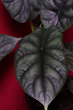 Load image into Gallery viewer, Alocasia Dragon Scale 4" Pot
