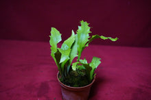 Load image into Gallery viewer, Mystery Rare Microsorum Fern
