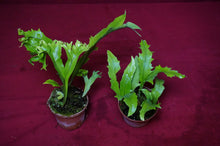 Load image into Gallery viewer, Mystery Rare Microsorum Fern
