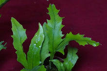 Load image into Gallery viewer, Mystery Rare Microsorum Fern
