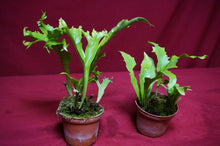 Load image into Gallery viewer, Mystery Rare Microsorum Fern
