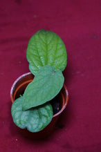 Load image into Gallery viewer, Piper Species Ex. Borneo
