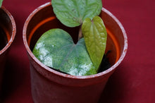 Load image into Gallery viewer, Piper Species Ex. Borneo
