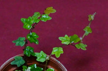Load image into Gallery viewer, Ficus Pumila Quercifolia String of Frogs 2" Pot
