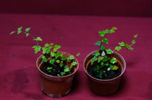 Load image into Gallery viewer, Ficus Pumila Quercifolia String of Frogs 2" Pot

