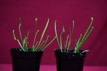 Load image into Gallery viewer, Sarracenia Hurricane Creek White 2" Pot
