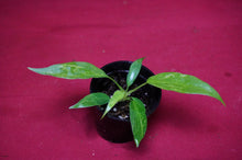 Load image into Gallery viewer, Philodendron Golden Dragon Exact Plant
