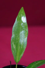Load image into Gallery viewer, Philodendron Golden Dragon Exact Plant
