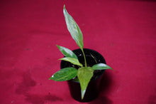 Load image into Gallery viewer, Philodendron Golden Dragon Exact Plant
