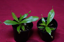 Load image into Gallery viewer, Nepenthes Diana 2" Pot
