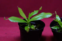 Load image into Gallery viewer, Nepenthes Diana 2" Pot
