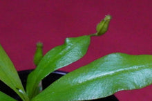 Load image into Gallery viewer, Nepenthes Diana 2" Pot
