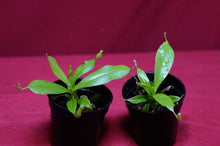 Load image into Gallery viewer, Nepenthes Diana 2" Pot

