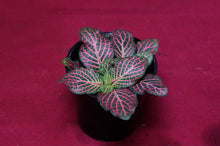 Load image into Gallery viewer, Fittonia Albivenis Red 2" Pot
