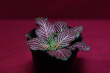 Load image into Gallery viewer, Fittonia Albivenis Red 2" Pot
