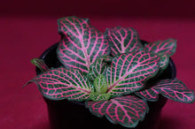 Load image into Gallery viewer, Fittonia Albivenis Red 2" Pot

