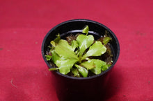Load image into Gallery viewer, Venus Flytrap Cup Trap 2" Pot
