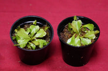 Load image into Gallery viewer, Venus Flytrap Cup Trap 2" Pot
