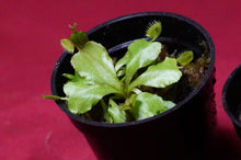 Load image into Gallery viewer, Venus Flytrap Cup Trap 2" Pot
