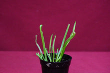 Load image into Gallery viewer, Sarracenia Alata #14 2" Pot
