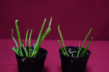 Load image into Gallery viewer, Sarracenia Alata #14 2" Pot

