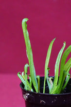 Load image into Gallery viewer, Sarracenia Alata #14 2" Pot
