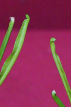 Load image into Gallery viewer, Sarracenia Alata #14 2" Pot

