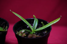 Load image into Gallery viewer, Nepenthes Albomarginata 2" Pot
