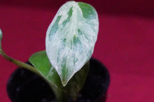Load image into Gallery viewer, Monstera Bulbasaur Exact Plant 2" Pot
