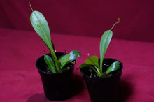 Load image into Gallery viewer, Nepenthes Briggsiana 2" Pot
