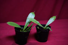 Load image into Gallery viewer, Nepenthes Briggsiana 2" Pot
