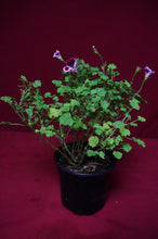 Load image into Gallery viewer, Mosquitaway Nova Pelargonium Angel Mosquito Repellant Plant
