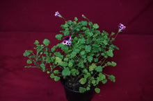 Load image into Gallery viewer, Mosquitaway Nova Pelargonium Angel Mosquito Repellant Plant
