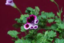 Load image into Gallery viewer, Mosquitaway Nova Pelargonium Angel Mosquito Repellant Plant
