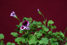 Load image into Gallery viewer, Mosquitaway Nova Pelargonium Angel Mosquito Repellant Plant
