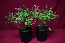 Load image into Gallery viewer, Mosquitaway Nova Pelargonium Angel Mosquito Repellant Plant
