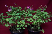 Load image into Gallery viewer, Mosquitaway Nova Pelargonium Angel Mosquito Repellant Plant
