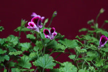 Load image into Gallery viewer, Mosquitaway Nova Pelargonium Angel Mosquito Repellant Plant
