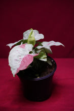Load image into Gallery viewer, Syngonium Podophyllum Milk Confetti 4" Pot
