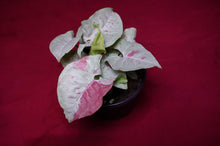 Load image into Gallery viewer, Syngonium Podophyllum Milk Confetti 4" Pot
